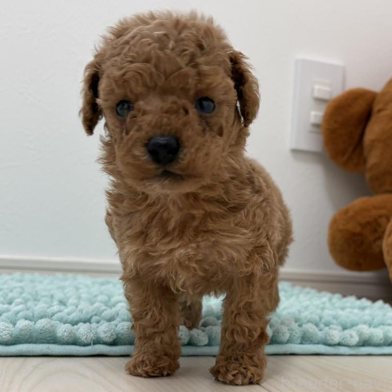 販売中の三重県のタイニープードル-453123の12枚目