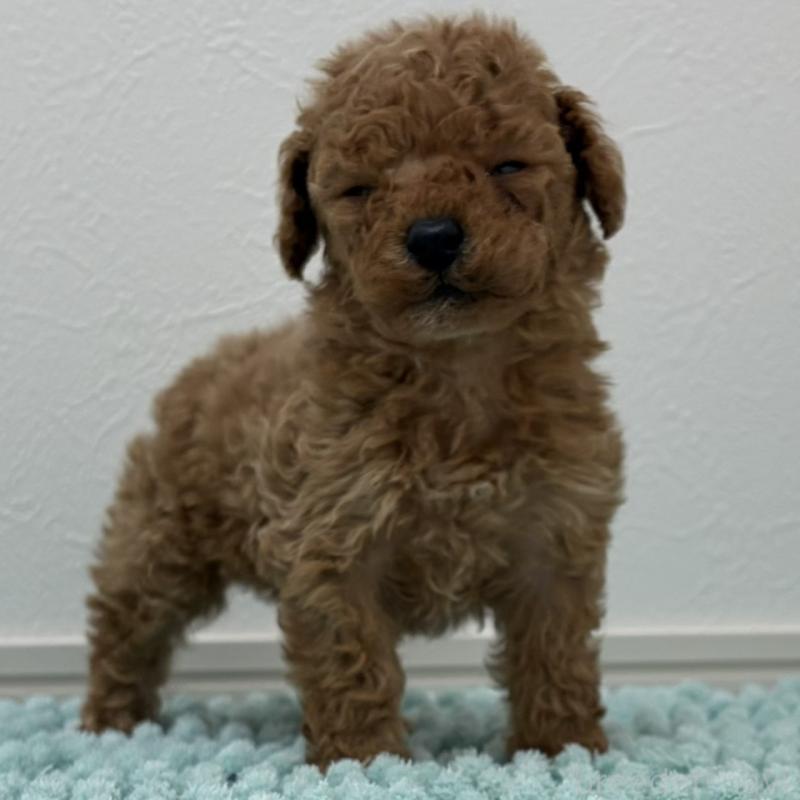 販売中の三重県のタイニープードル-453123の10枚目