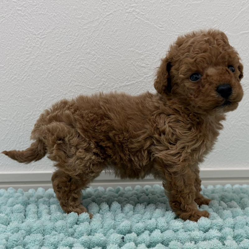 販売中の三重県のタイニープードル-453123の9枚目