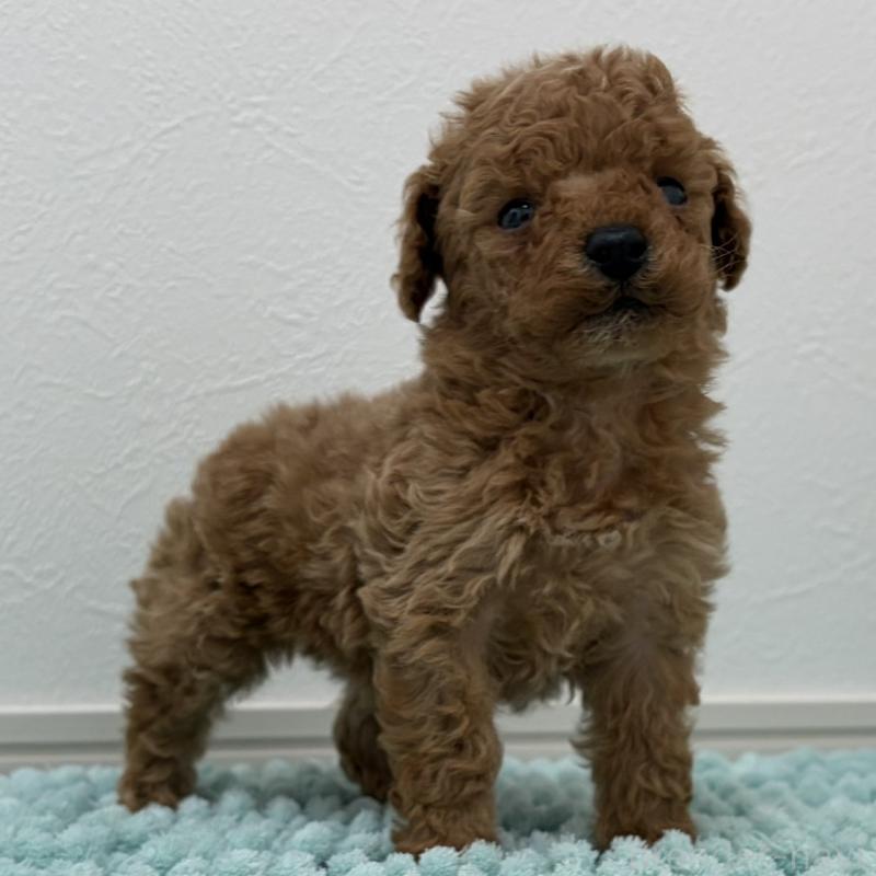 販売中の三重県のタイニープードル-453123の8枚目