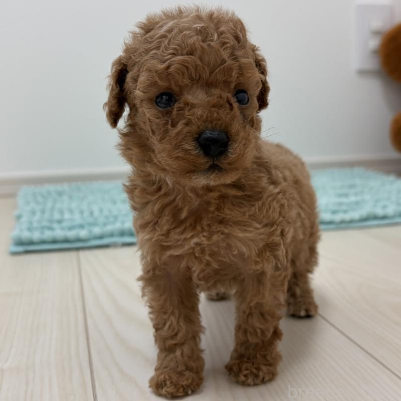 販売中の三重県のタイニープードル-453123の7枚目