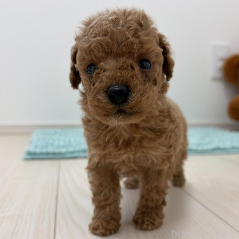 販売中の三重県のタイニープードル-453123の6枚目