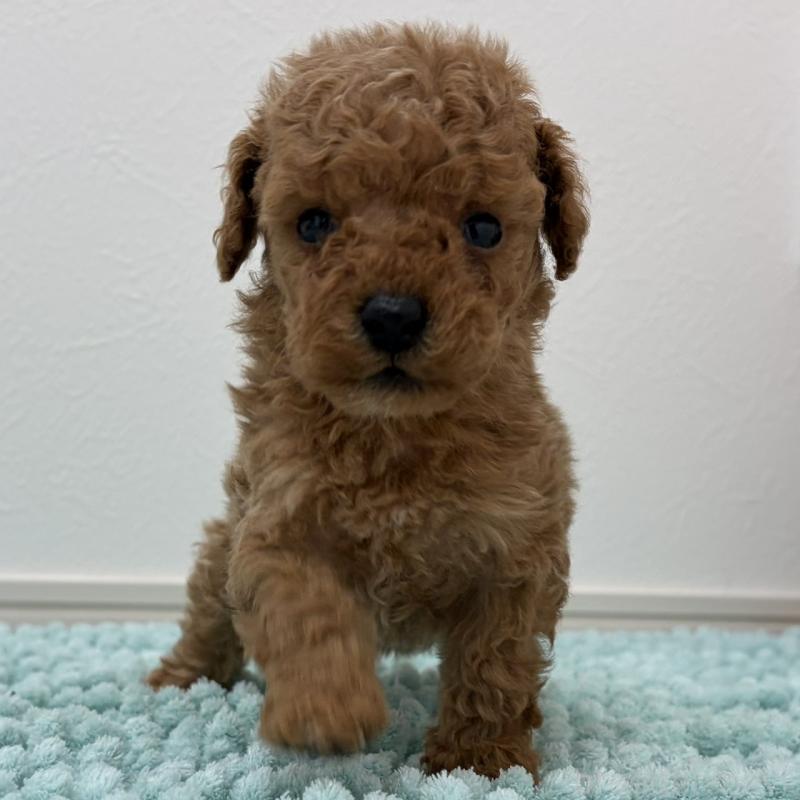 販売中の三重県のタイニープードル-453123の4枚目