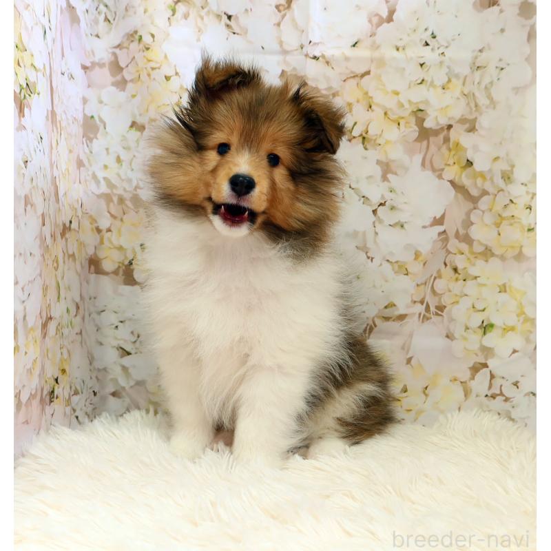 販売中の神奈川県のシェットランドシープドッグ(シェルティ)-453126の9枚目