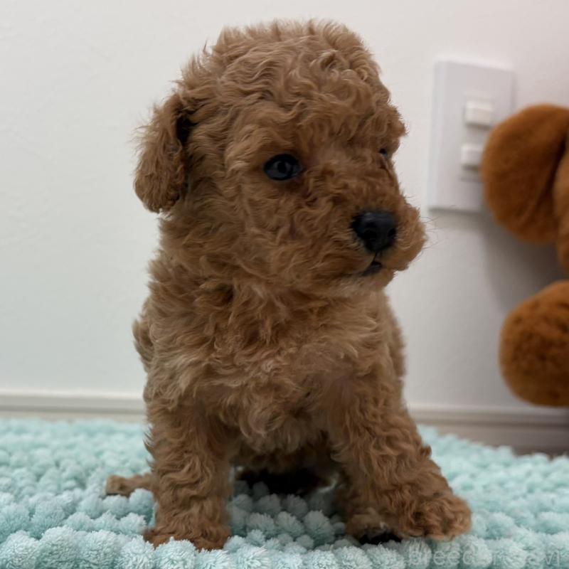 販売中の三重県のタイニープードル-453123の2枚目