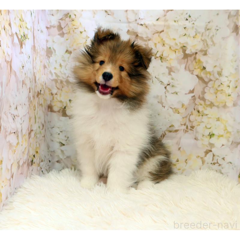 販売中の神奈川県のシェットランドシープドッグ(シェルティ)-453126の8枚目