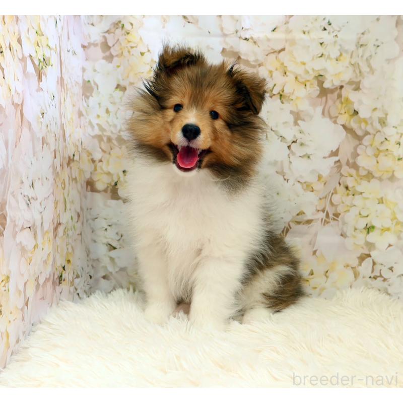 販売中の神奈川県のシェットランドシープドッグ(シェルティ)-453126の7枚目