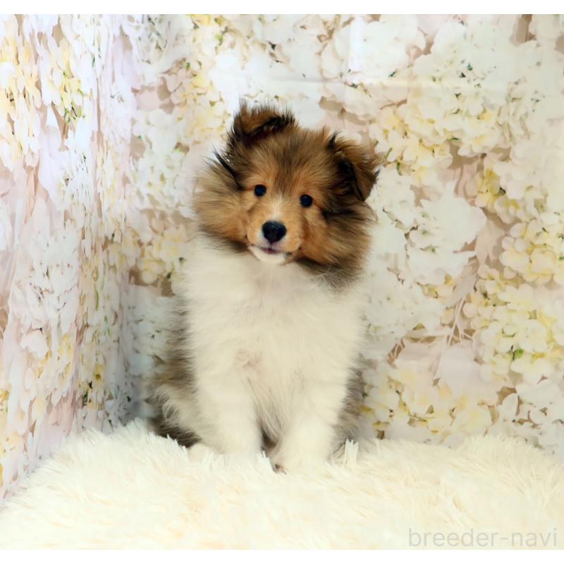 販売中の神奈川県のシェットランドシープドッグ(シェルティ)-453126の6枚目