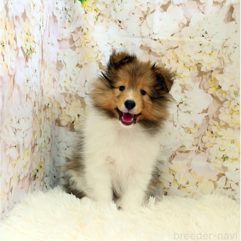 販売中の神奈川県のシェットランドシープドッグ(シェルティ)-453126の5枚目