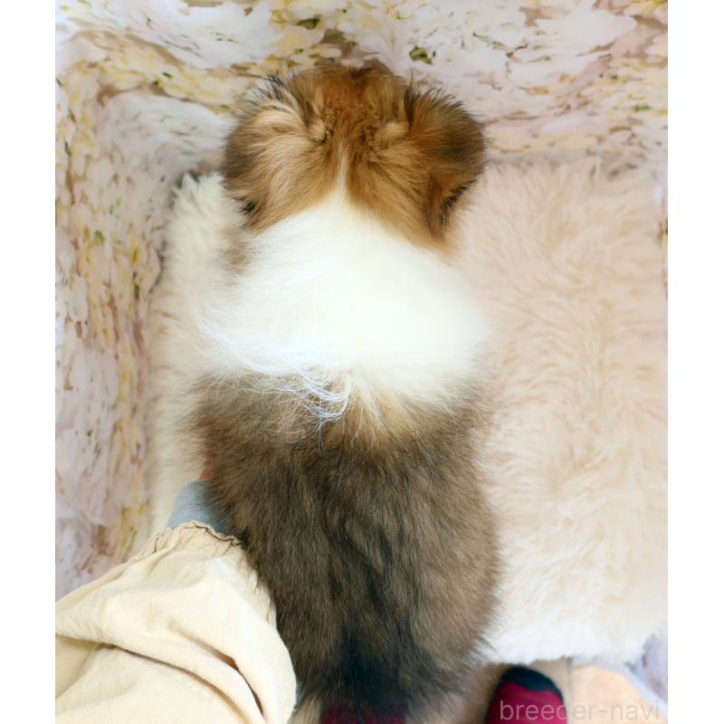 販売中の神奈川県のシェットランドシープドッグ(シェルティ)-453126の4枚目