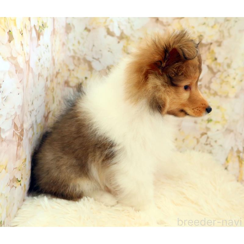 販売中の神奈川県のシェットランドシープドッグ(シェルティ)-453126の3枚目