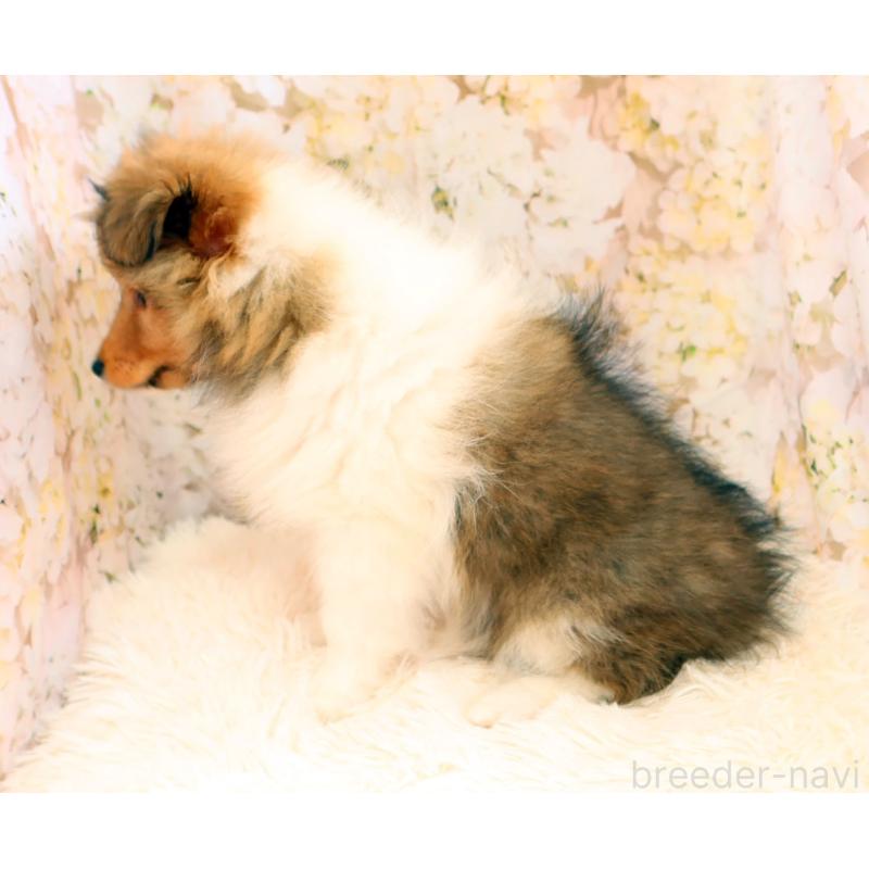 販売中の神奈川県のシェットランドシープドッグ(シェルティ)-453126の2枚目