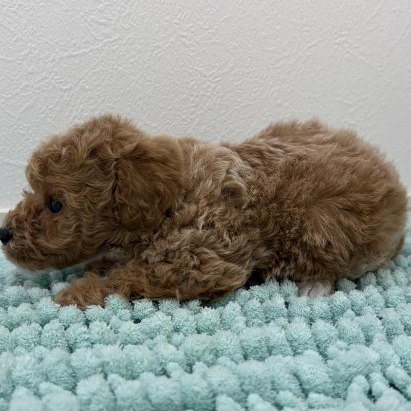 販売中の三重県のタイニープードル-453124の12枚目