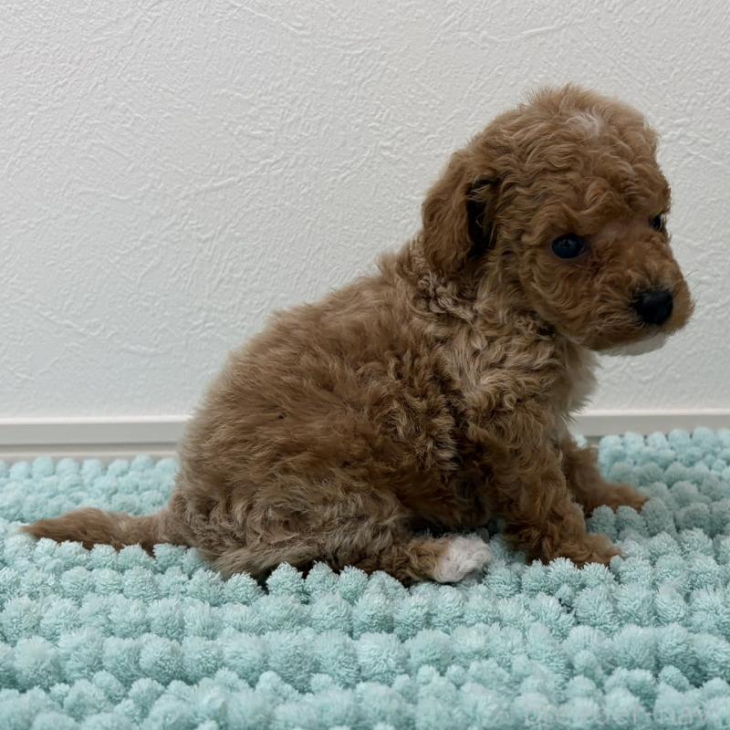 販売中の三重県のタイニープードル-453124の11枚目