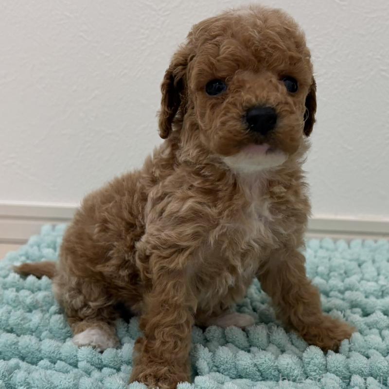 販売中の三重県のタイニープードル-453124の10枚目