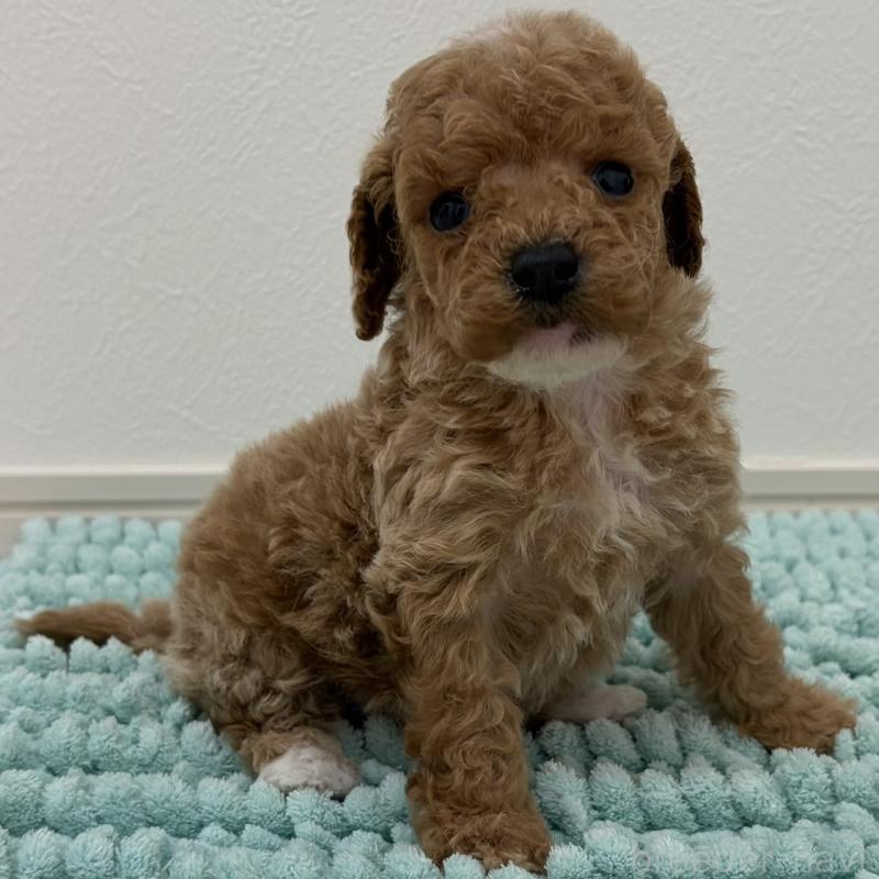 販売中の三重県のタイニープードル-453124の9枚目