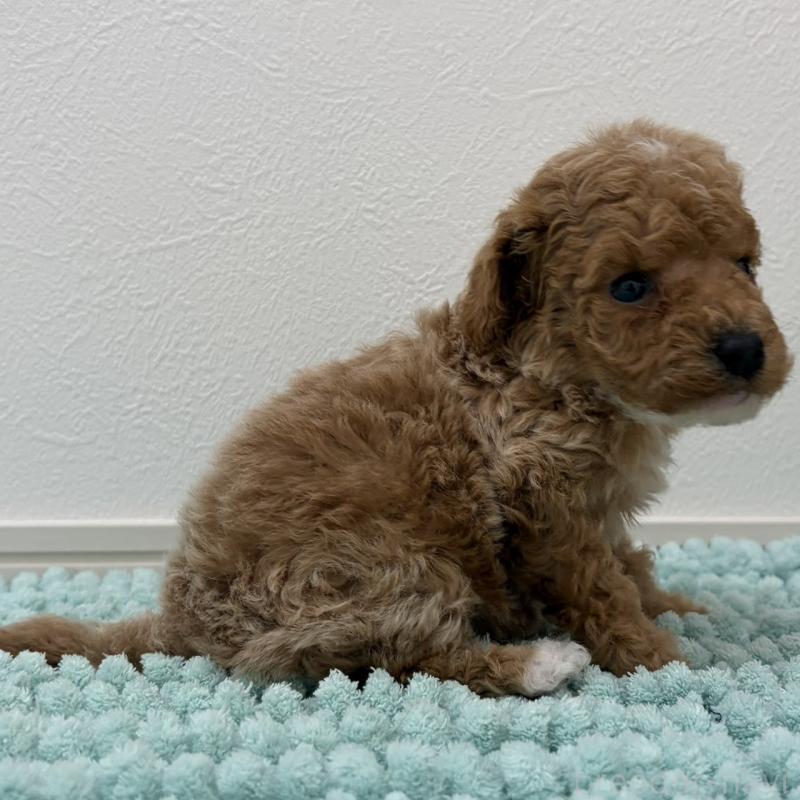 販売中の三重県のタイニープードル-453124の8枚目