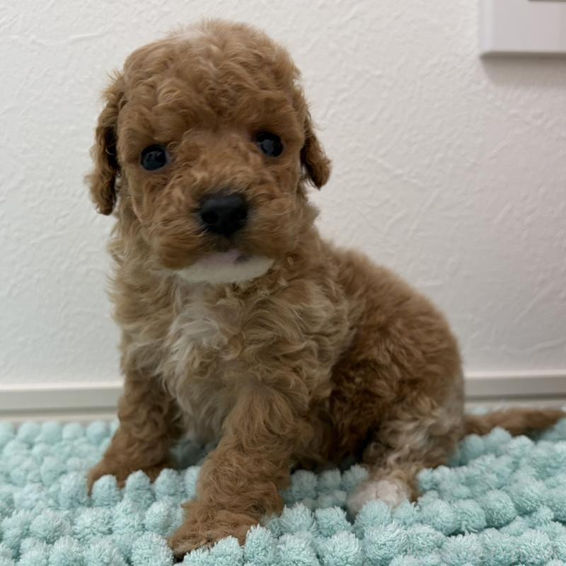 販売中の三重県のタイニープードル-453124の7枚目