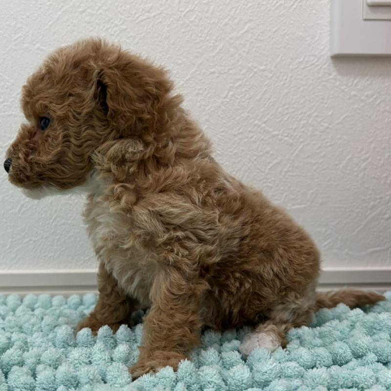 販売中の三重県のタイニープードル-453124の6枚目