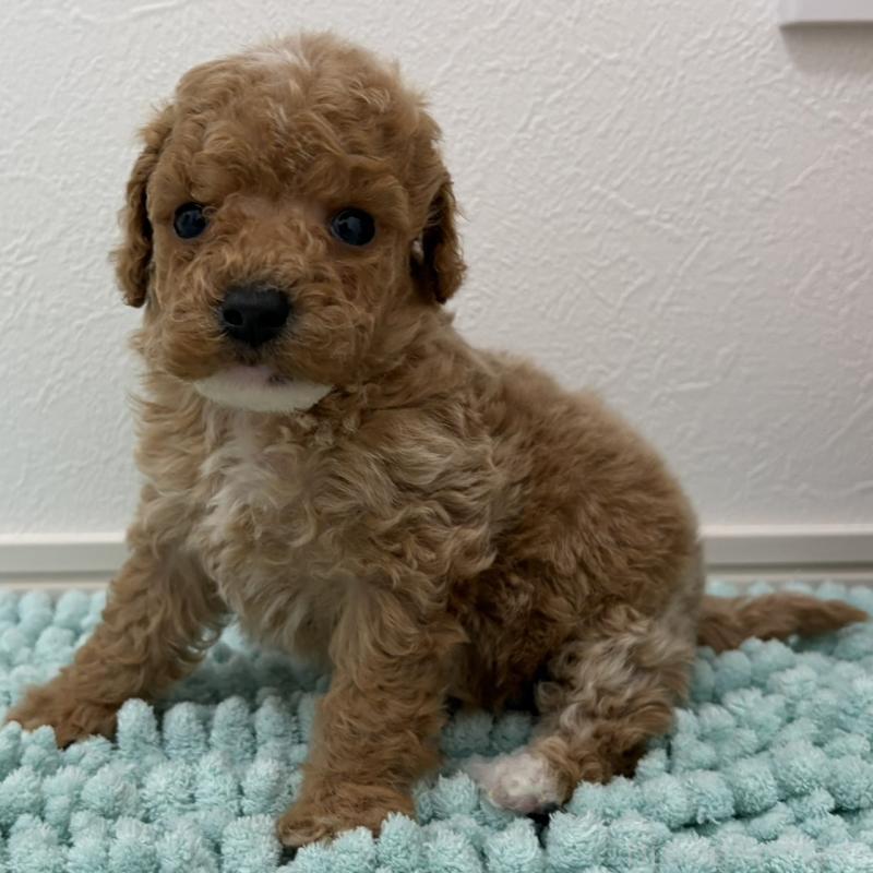 販売中の三重県のタイニープードル-453124の5枚目