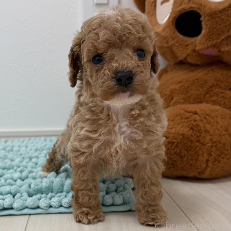 販売中の三重県のタイニープードル-453124の4枚目