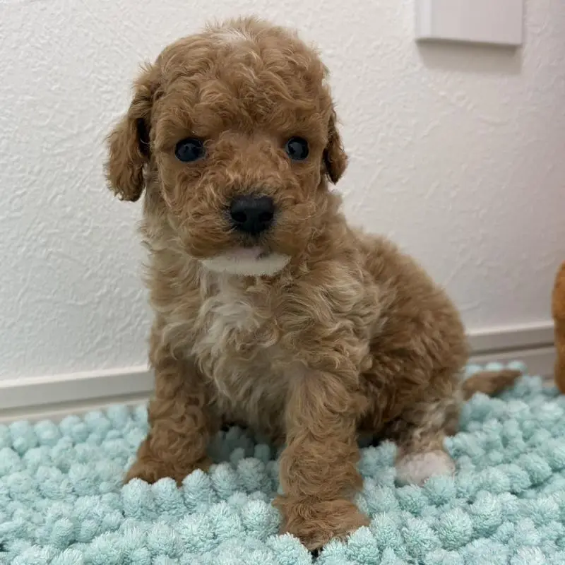 販売中の三重県のタイニープードル-453124の3枚目