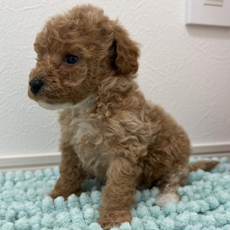 販売中の三重県のタイニープードル-453124の2枚目