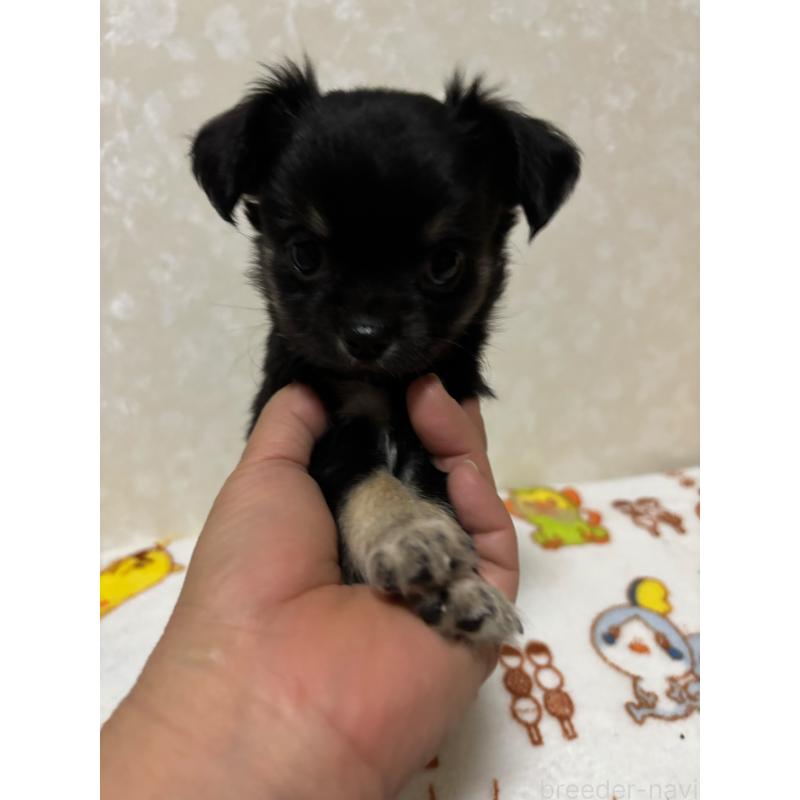 販売中の大分県のチワワ(ロングコート)-453125の12枚目