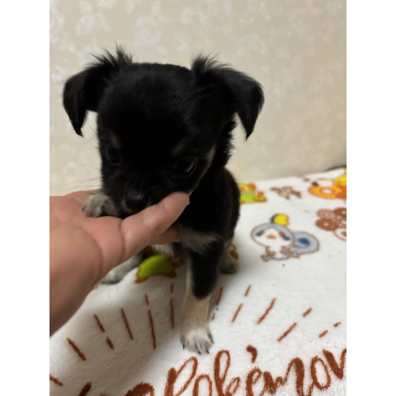 販売中の大分県のチワワ(ロングコート)-453125の9枚目