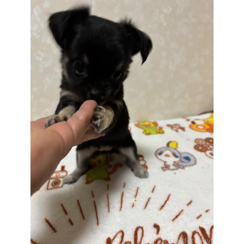 販売中の大分県のチワワ(ロングコート)-453125の8枚目