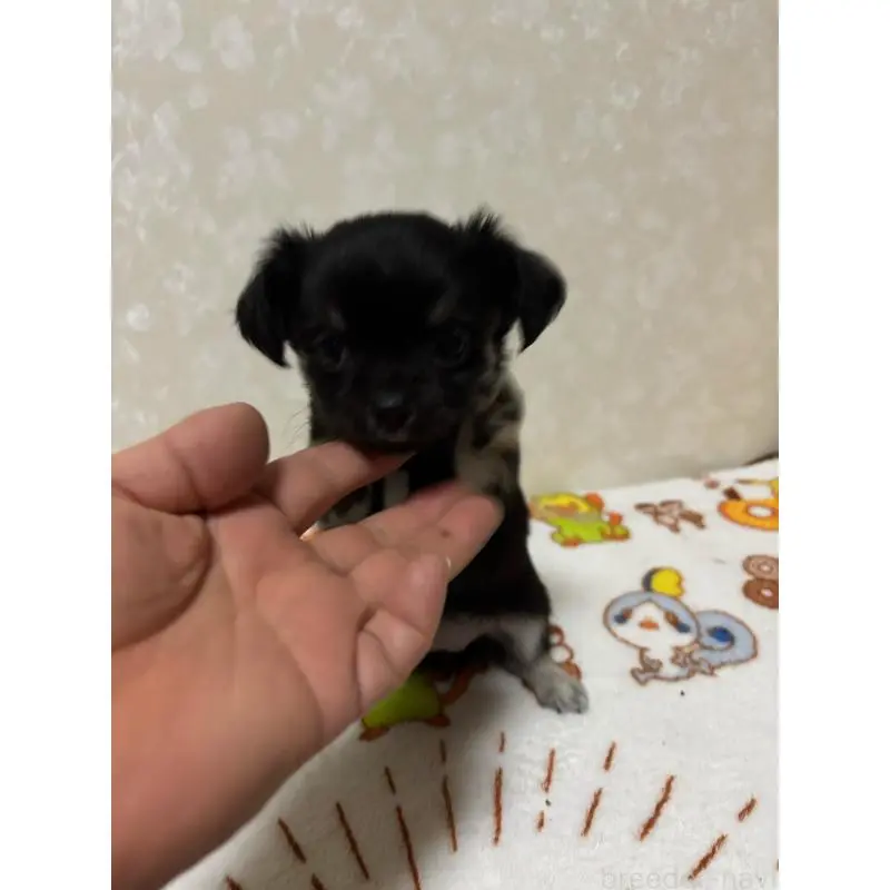 販売中の大分県のチワワ(ロングコート)-453125の7枚目