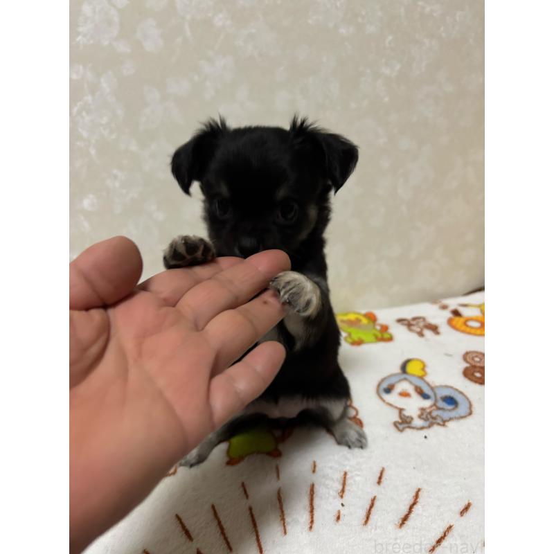 販売中の大分県のチワワ(ロングコート)-453125の6枚目