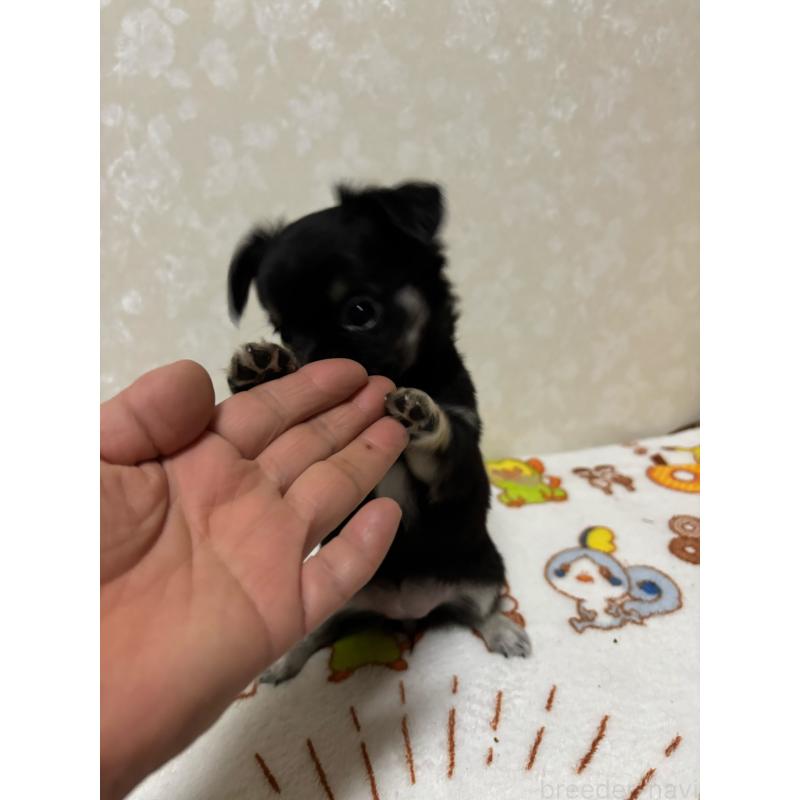 販売中の大分県のチワワ(ロングコート)-453125の5枚目