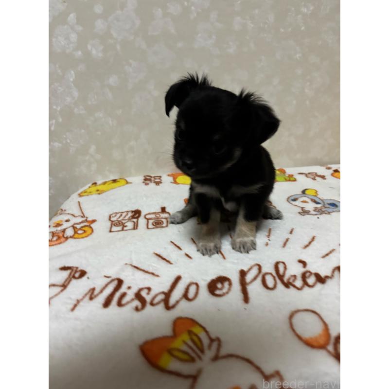 販売中の大分県のチワワ(ロングコート)-453125の3枚目