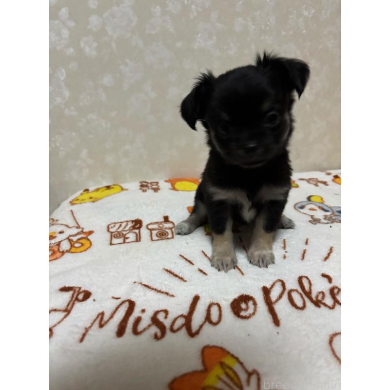 販売中の大分県のチワワ(ロングコート)-453125の2枚目