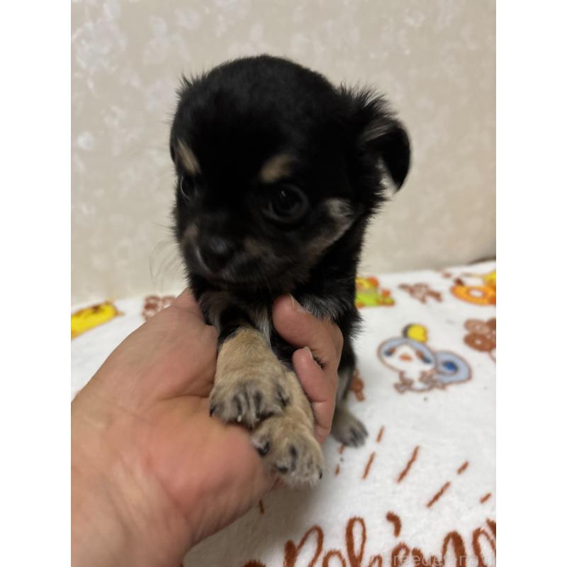 販売中の大分県のチワワ(ロングコート)-453127の7枚目