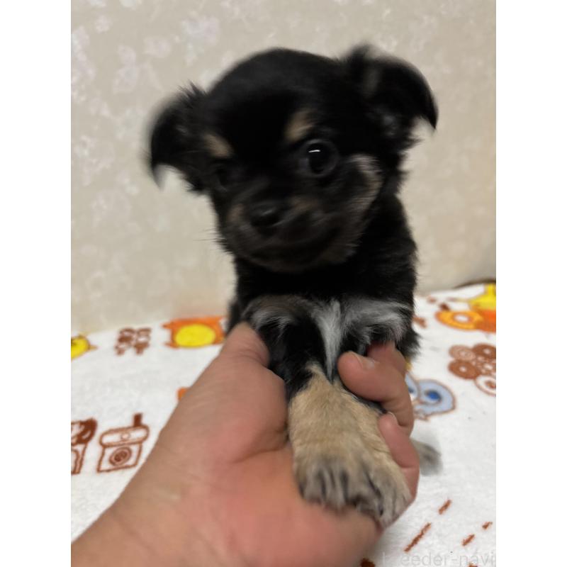 販売中の大分県のチワワ(ロングコート)-453127の6枚目