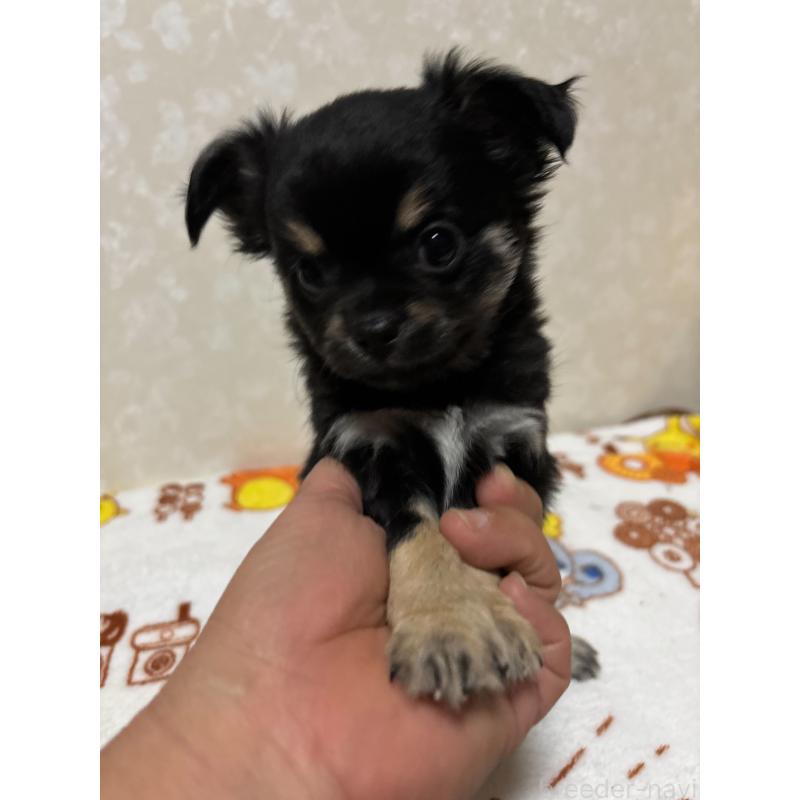 販売中の大分県のチワワ(ロングコート)-453127の5枚目