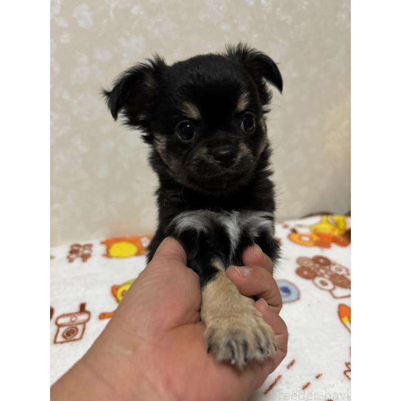 販売中の大分県のチワワ(ロングコート)-453127の4枚目