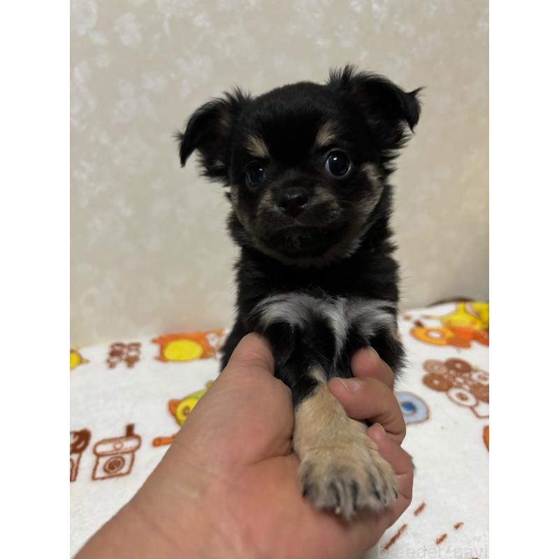 販売中の大分県のチワワ(ロングコート)-453127の3枚目