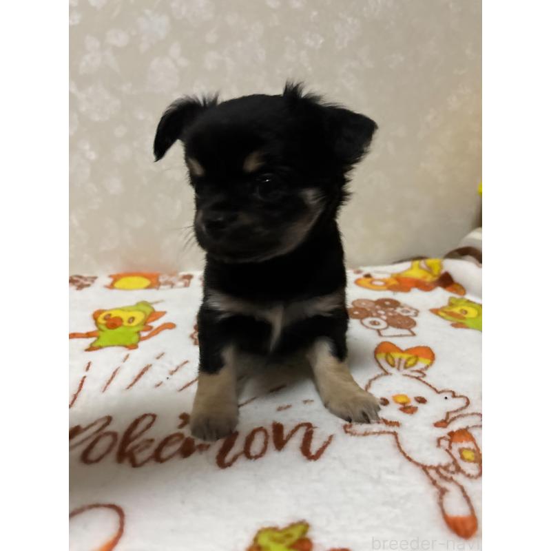 販売中の大分県のチワワ(ロングコート)-453127の2枚目