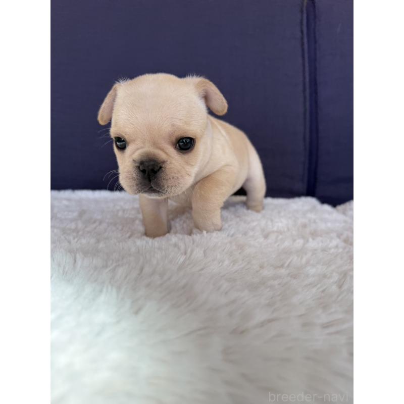 販売中の群馬県のフレンチブルドッグ-453128の21枚目