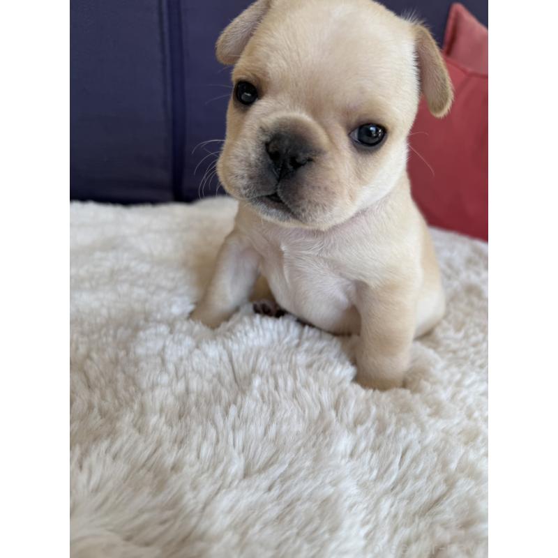 販売中の群馬県のフレンチブルドッグ-453128の20枚目