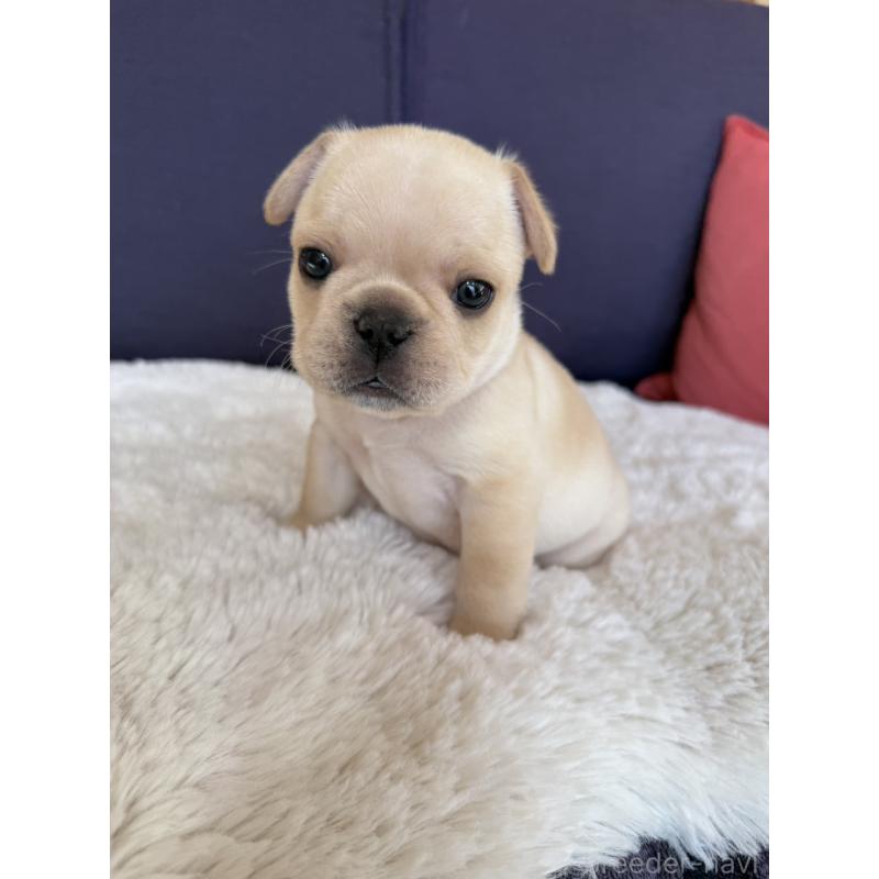 販売中の群馬県のフレンチブルドッグ-453128の19枚目