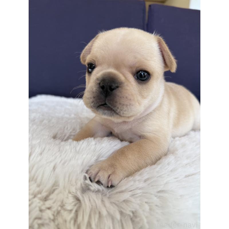 販売中の群馬県のフレンチブルドッグ-453128の18枚目