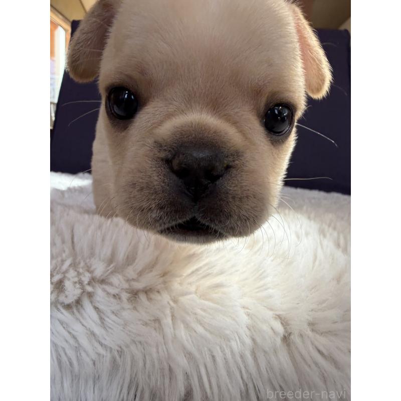 販売中の群馬県のフレンチブルドッグ-453128の17枚目