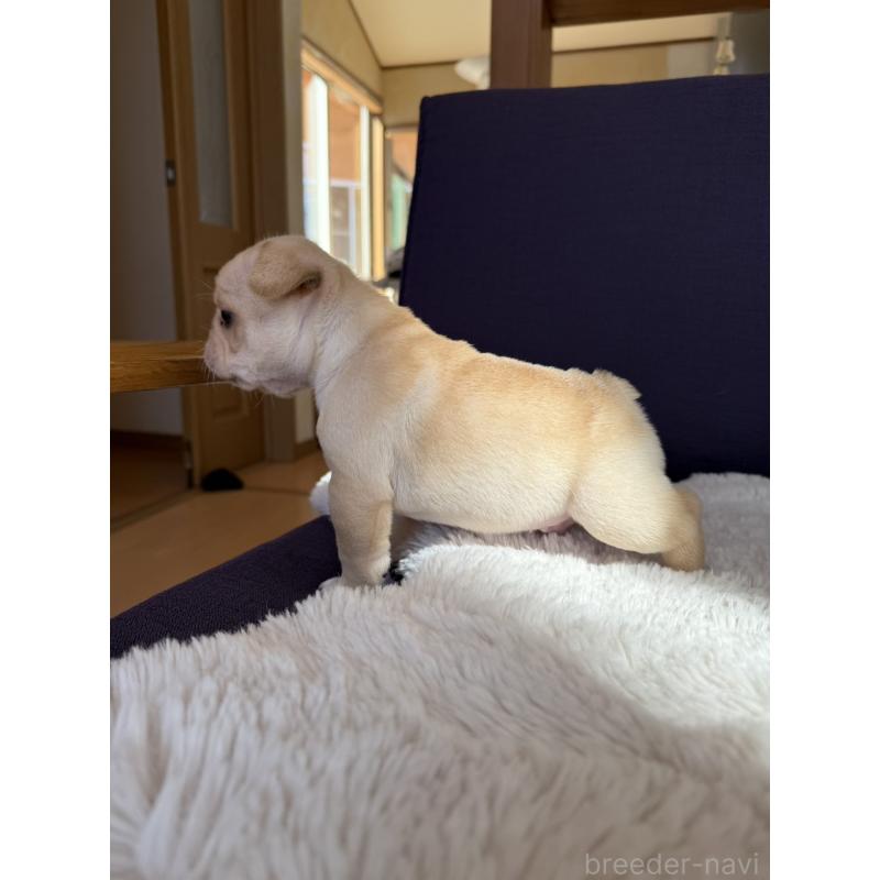 販売中の群馬県のフレンチブルドッグ-453128の16枚目