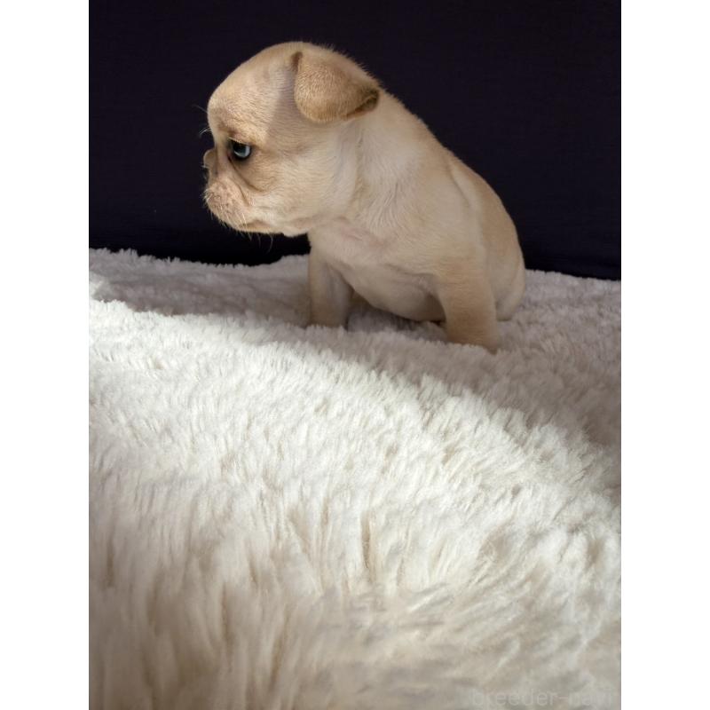 販売中の群馬県のフレンチブルドッグ-453128の14枚目