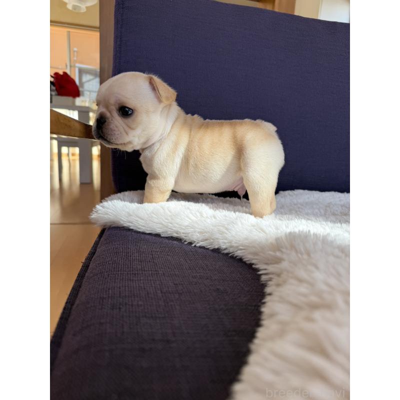 販売中の群馬県のフレンチブルドッグ-453128の13枚目