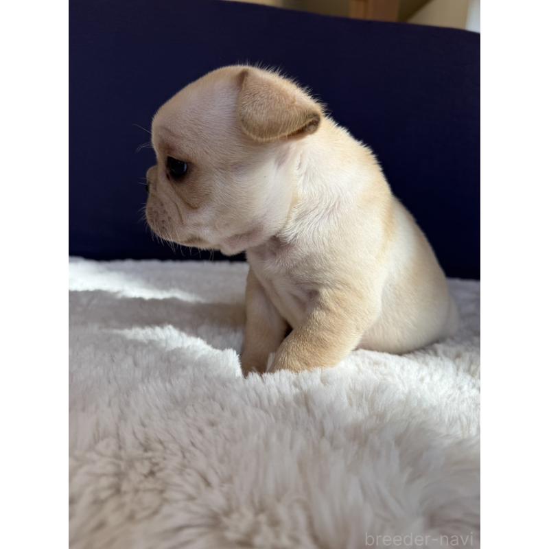 販売中の群馬県のフレンチブルドッグ-453128の12枚目